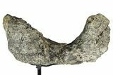 Fossil Sauropod Vertebra Section with Metal Stand - Colorado #339939-2